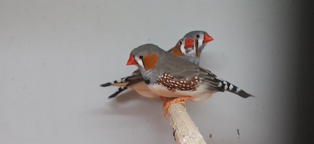 Zebravink, Ophalen, Nieuw, Overige typen