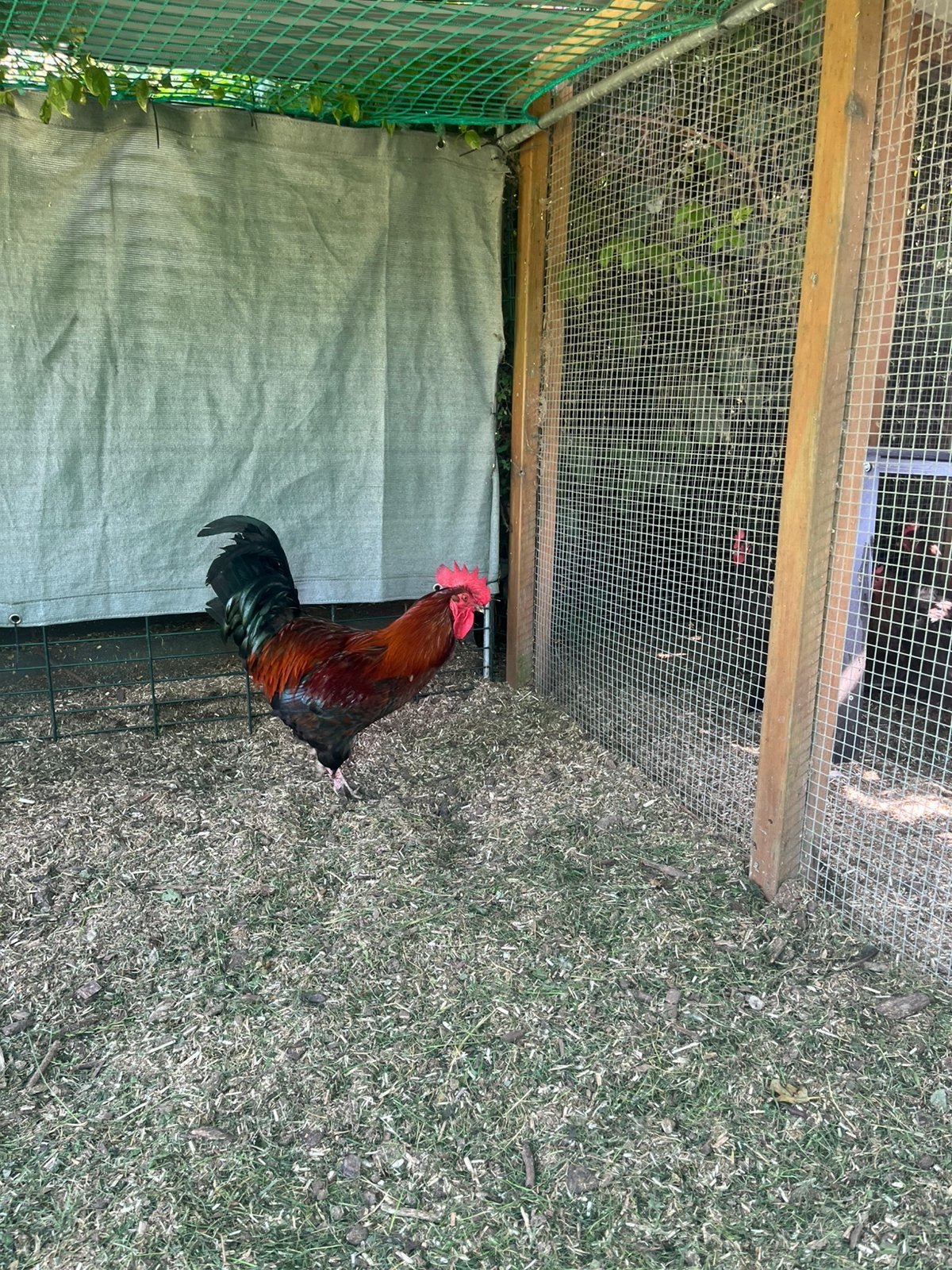 Marans Haan, Mannelijk, Kip