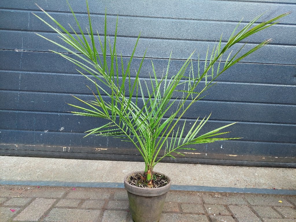 Phoenix Canariensis (2-stam) - Canarische Dadelpalm H: 75 cm, Bloeit niet, 100 tot 250 cm, Palmboom, Ophalen