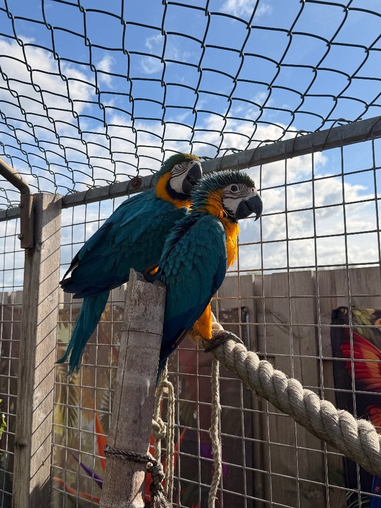 Ara blauwgele, Dieren en Toebehoren, Meerdere dieren, Papegaai, Tam