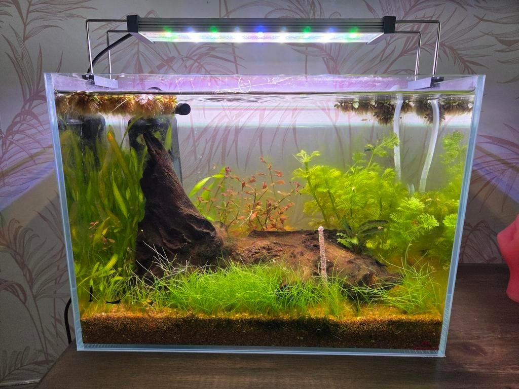 Compleet garnalen aquarium., Dieren en Toebehoren, Vissen | Aquaria en Toebehoren, Ophalen, Inclusief toebehoren, Overige merken