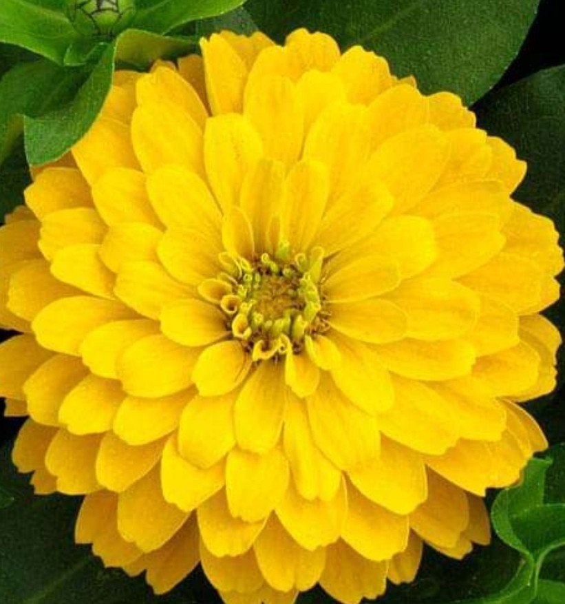 Zinnia Canary Bird, Ophalen of Verzenden, Voorjaar, Volle zon, Zaad