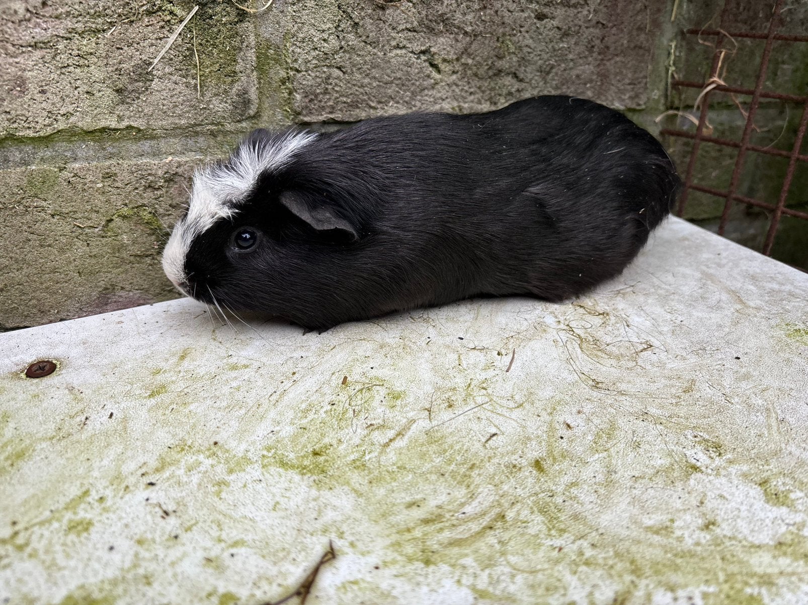 Gladharige bonte cavia beertje, Dieren en Toebehoren, Knaagdieren, Januari, Mannelijk, Cavia