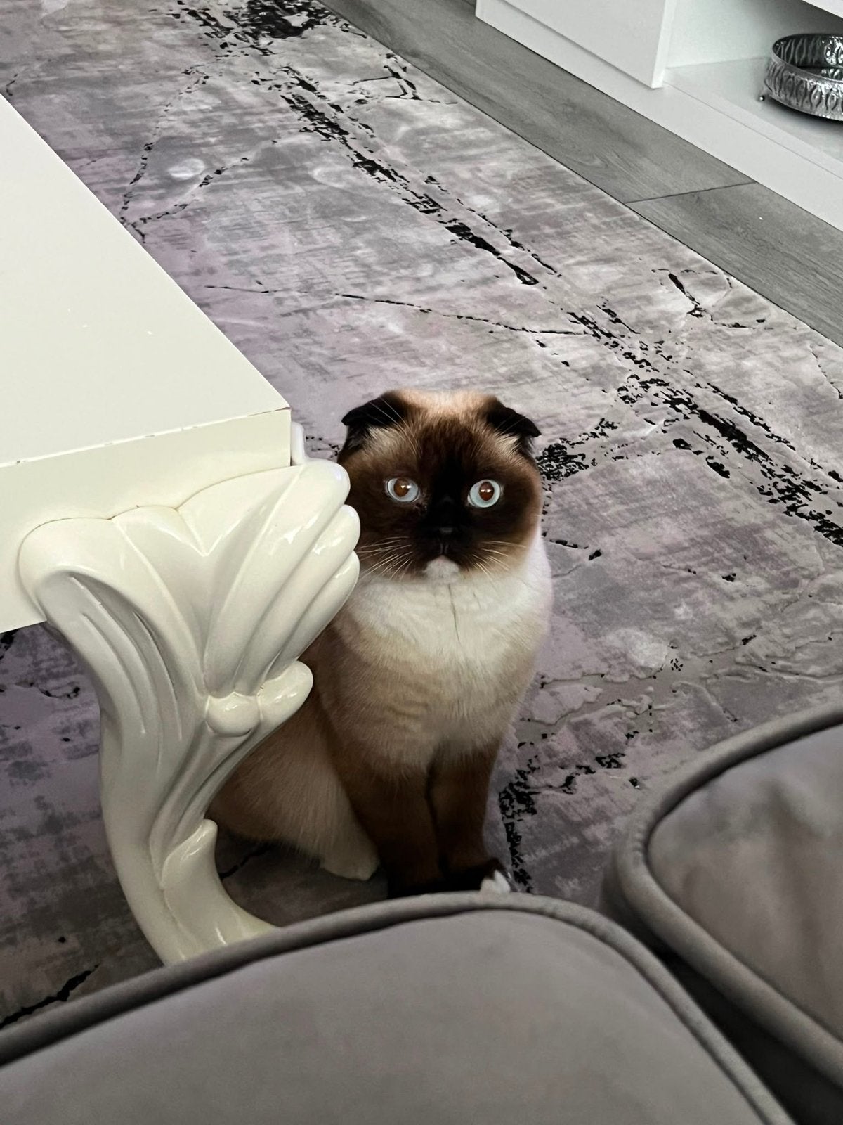 Poes, 3 jaar oud, Dieren en Toebehoren, Katten en Kittens | Overige Katten