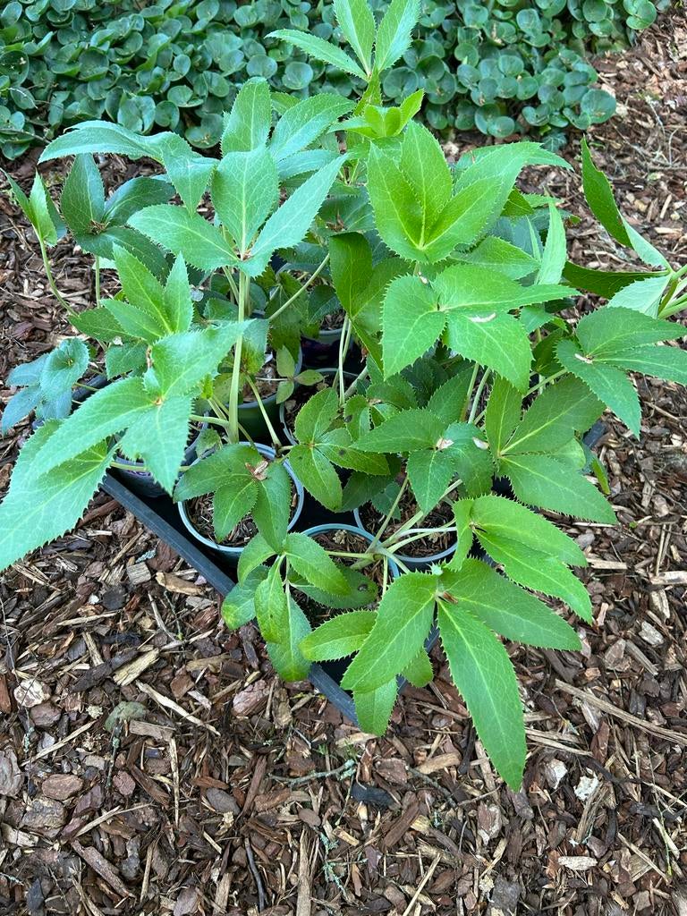 Helleborus planten - Winterharde schoonheid voor uw tuin, Vaste plant, Halfschaduw, Winter, Ophalen