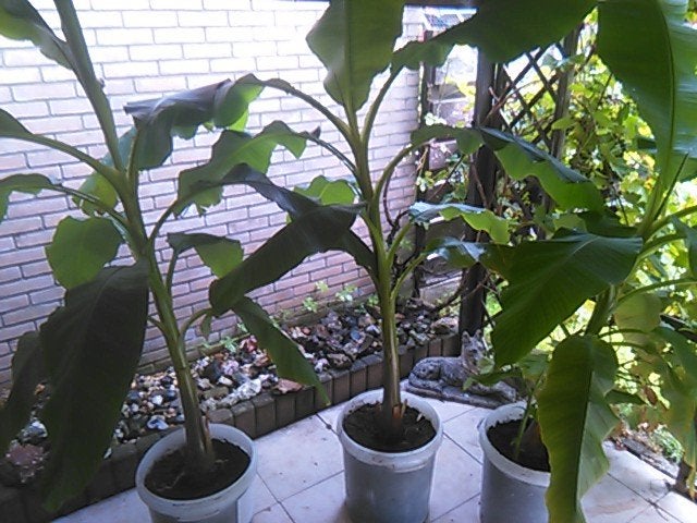 3x bananenplant bananenboom bananen plant boom, Ophalen, Vaste plant, Overige soorten, Halfschaduw