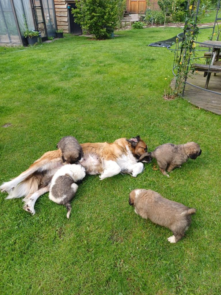 Leonberger/ Berner Sennen pups, Dieren en Toebehoren, Honden | Niet-rashonden, 8 tot 15 weken, Meerdere, Meerdere dieren, Nederland