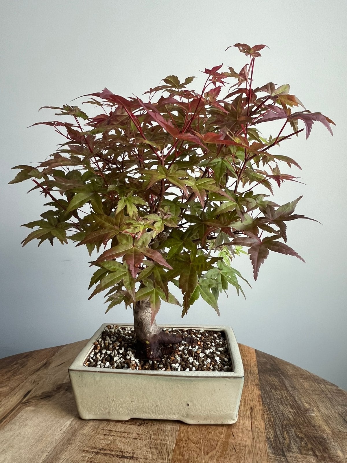 Japanse esdoorn bonsai, Tuin en Terras, Planten | Bomen, Ophalen, Bloeit niet, Halfschaduw, Overige soorten