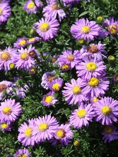Herfst aster vaste planten, Tuin en Terras, Planten | Tuinplanten, Overige soorten, Vaste plant, Ophalen of Verzenden, Halfschaduw