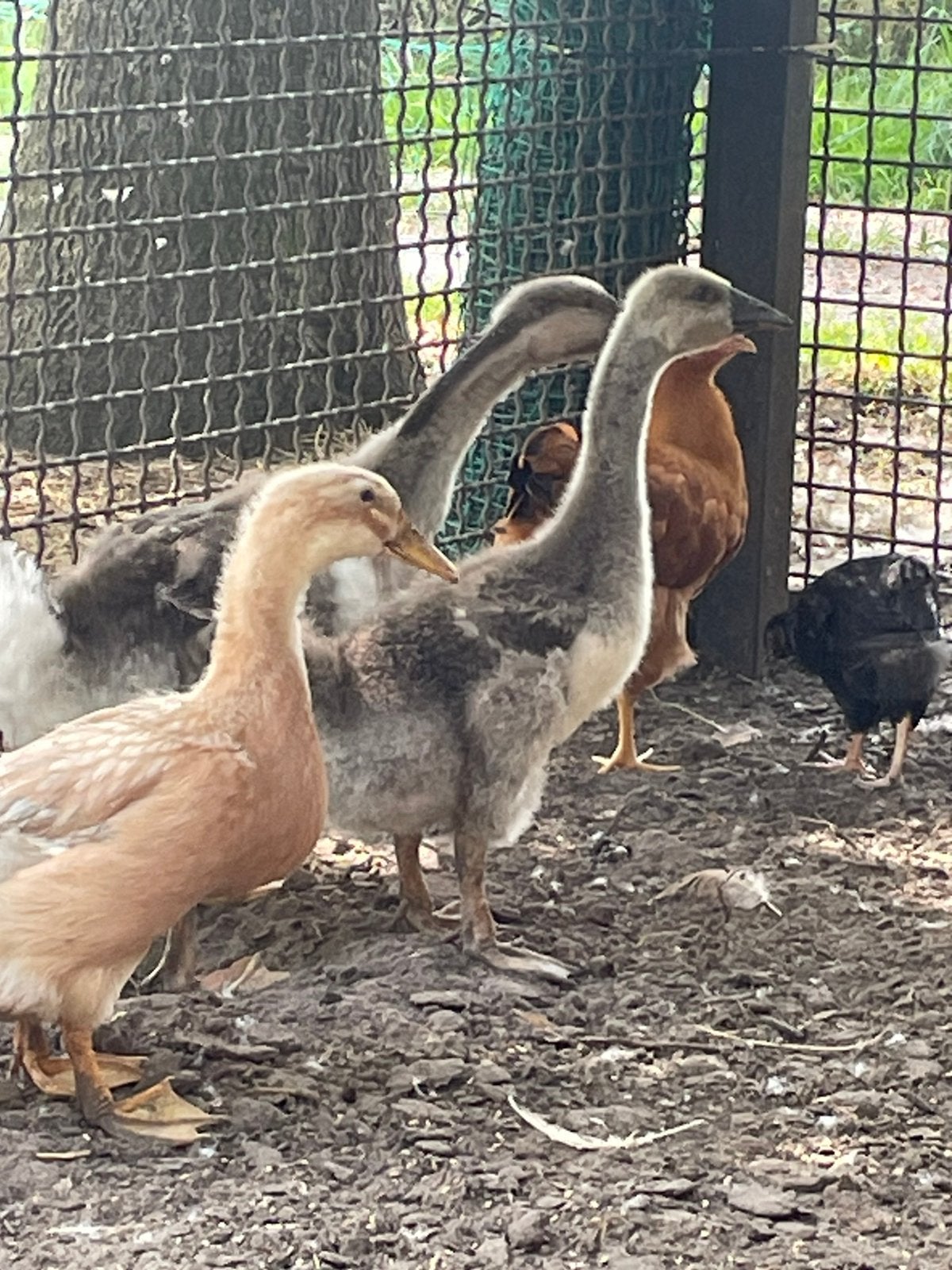 Afrikaanse knobbelganzen, Dieren en Toebehoren, Pluimvee, Geslacht onbekend, Gans of Zwaan