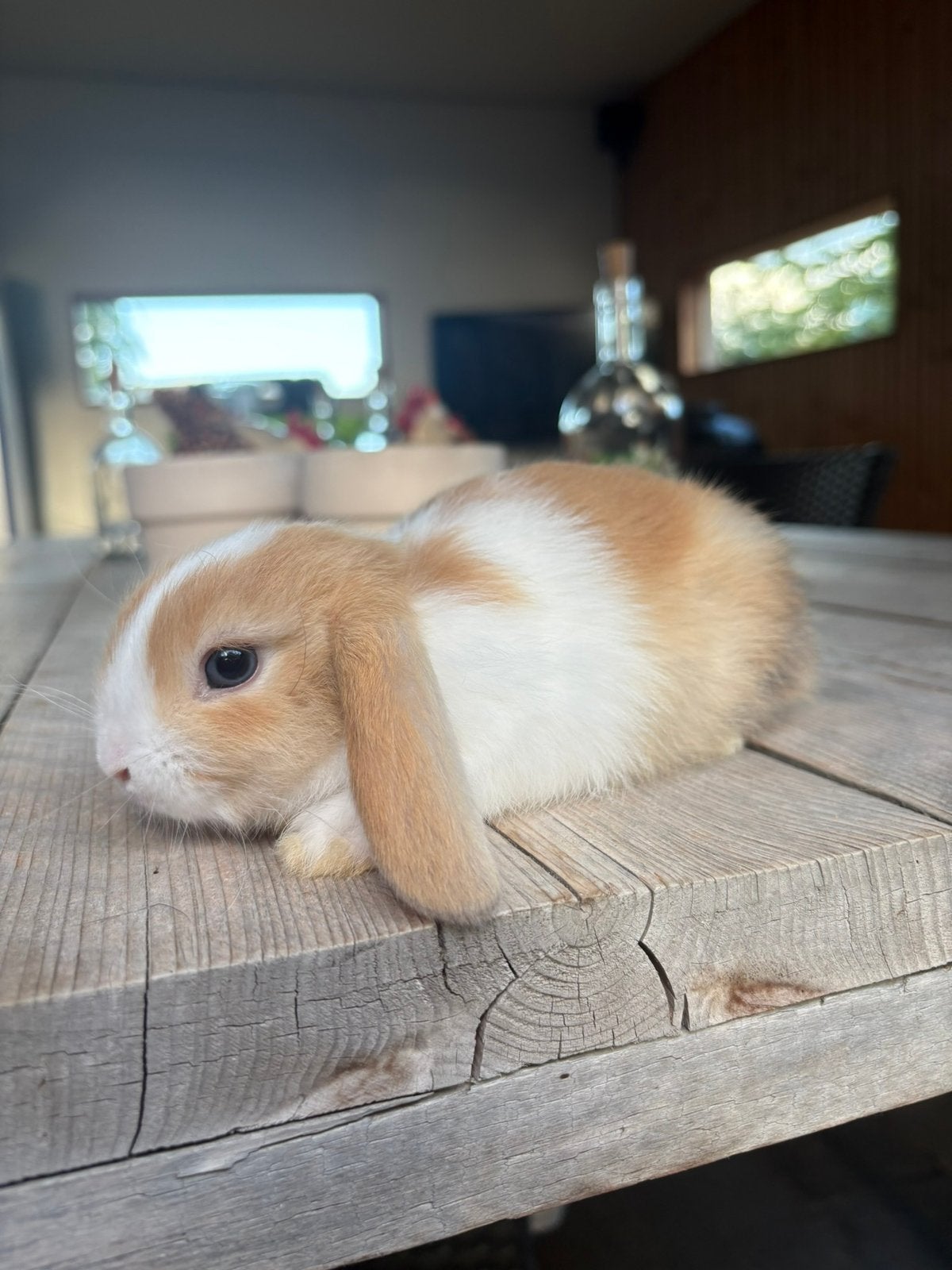 Lieve jonge minilop / Nederlands Hangoor Dwerg rammen, Dieren en Toebehoren, Konijnen, Mannelijk, Dwerg, Hangoor, 0 tot 2 jaar