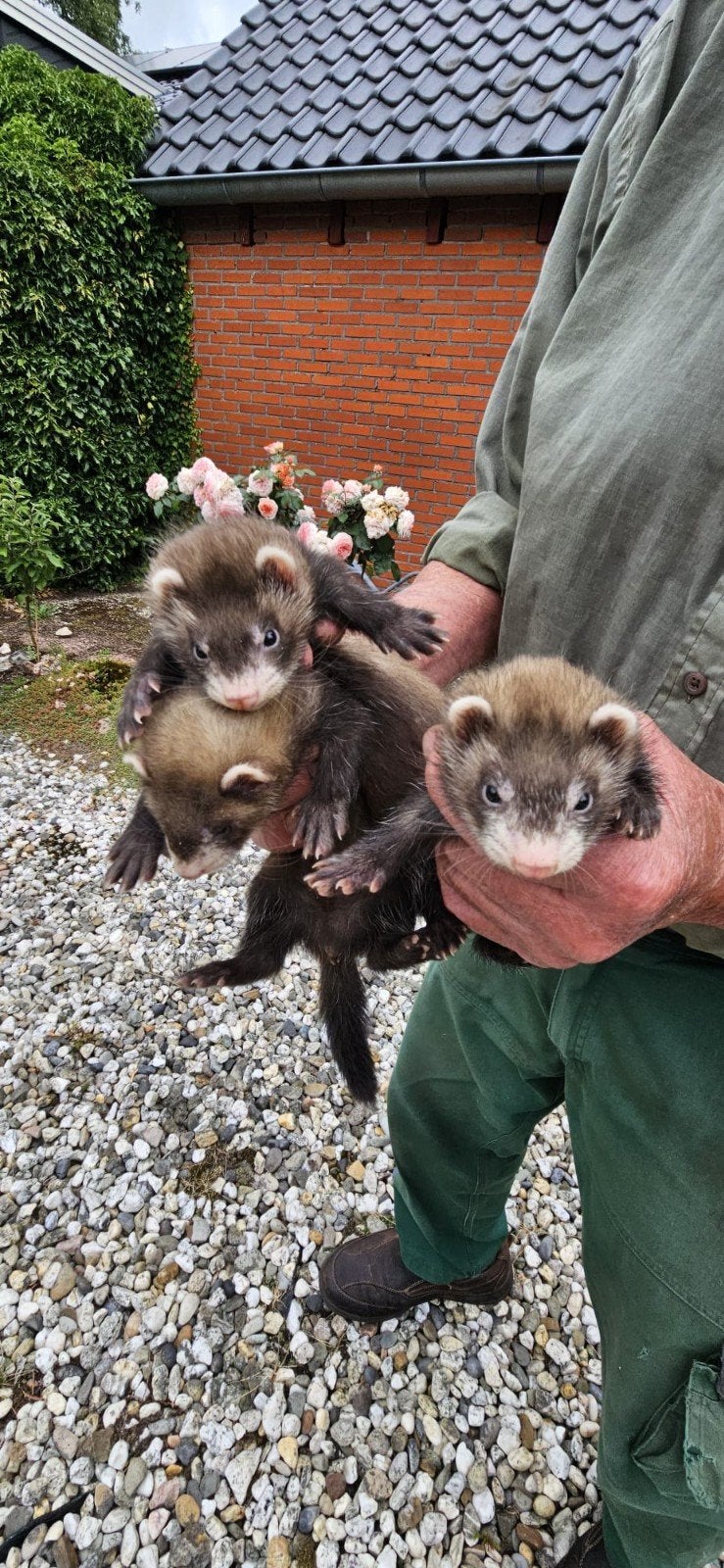 fret, Dieren en Toebehoren, Mei, Meerdere dieren