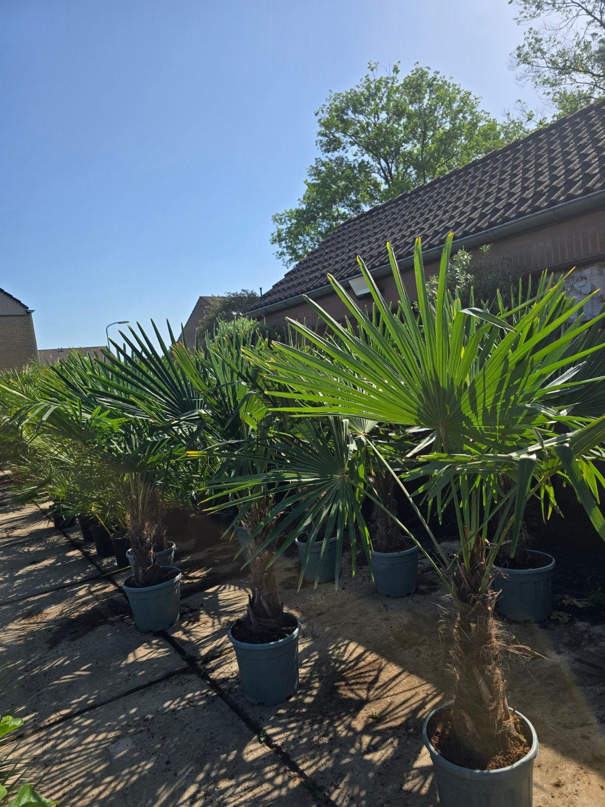 Trachycarpus fortunei  €95, 100 tot 250 cm, Zomer, Palmboom, Ophalen