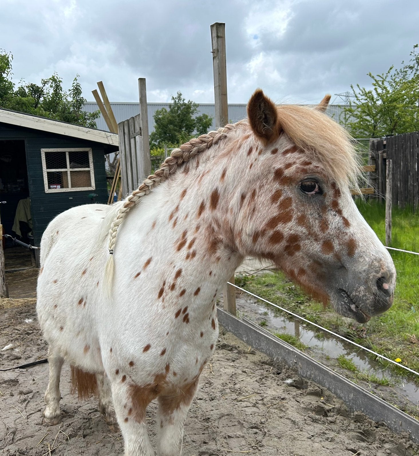 Verzorgpony verzorgpaard verzorger gezocht, Dieren en Toebehoren, Paarden en Pony's | Overige Paardenspullen, Ophalen, Nieuw, Overige soorten