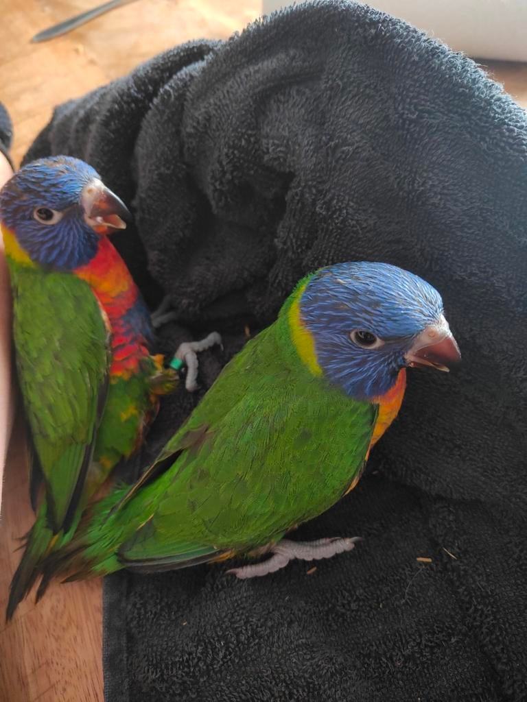 Rainbow Lori's, Dieren en Toebehoren, Vrouwelijk, Papegaai, Geringd