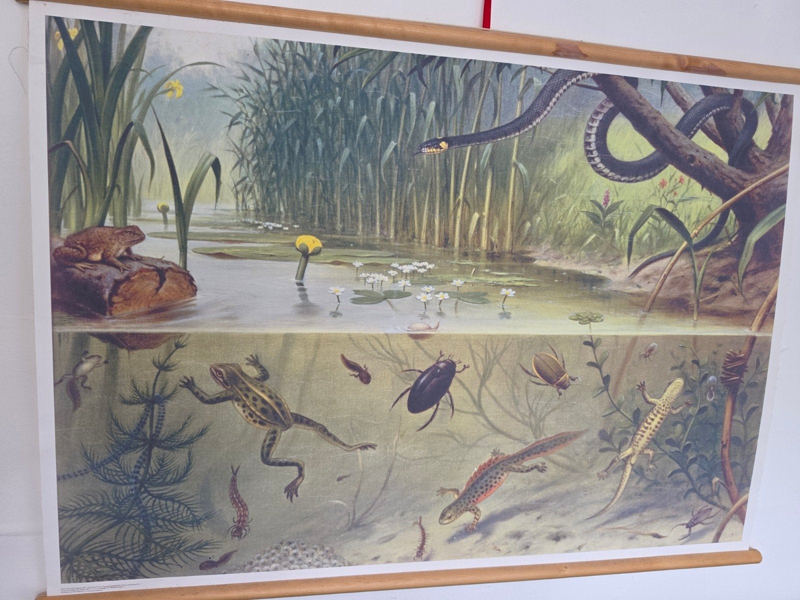 Originele Schoolplaat Sloot en Plas - Collectors Item, Ophalen of Verzenden