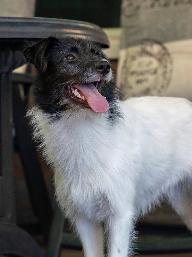 VIDA, ZACHTAARDIG, JONG, TEEFJE, KLEIN MIDDELMAATJE, 15 weken tot 1 jaar, Teef, Parvo, Eén hond