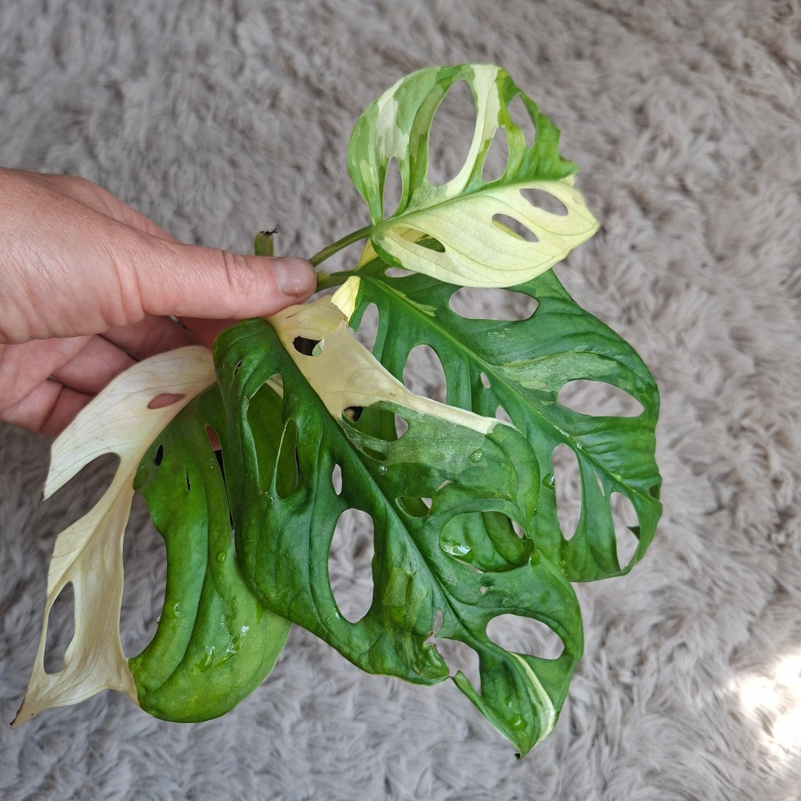 Monstera Adansonii Archipelago plant, Huis en Inrichting, Kamerplanten, Ophalen of Verzenden, Halfschaduw, Minder dan 100 cm