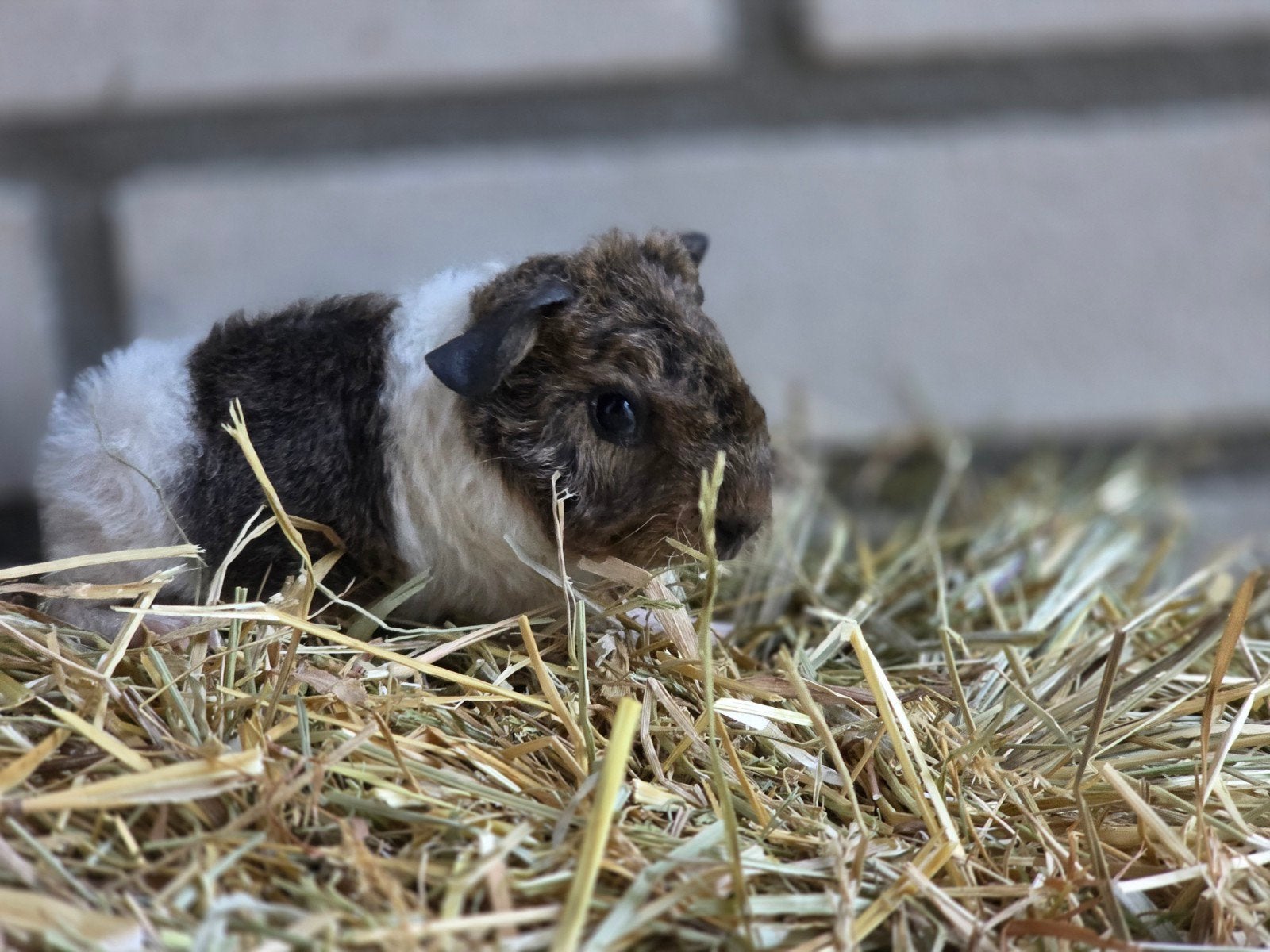 2 jonge cavia beertjes halfbroertjes, Dieren en Toebehoren, Knaagdieren, April, Mannelijk, Cavia