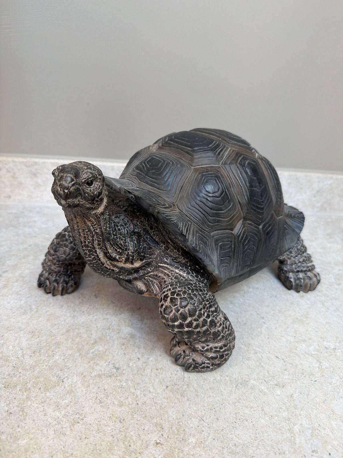 Beeld landschildpad, Slang, 0 tot 2 jaar