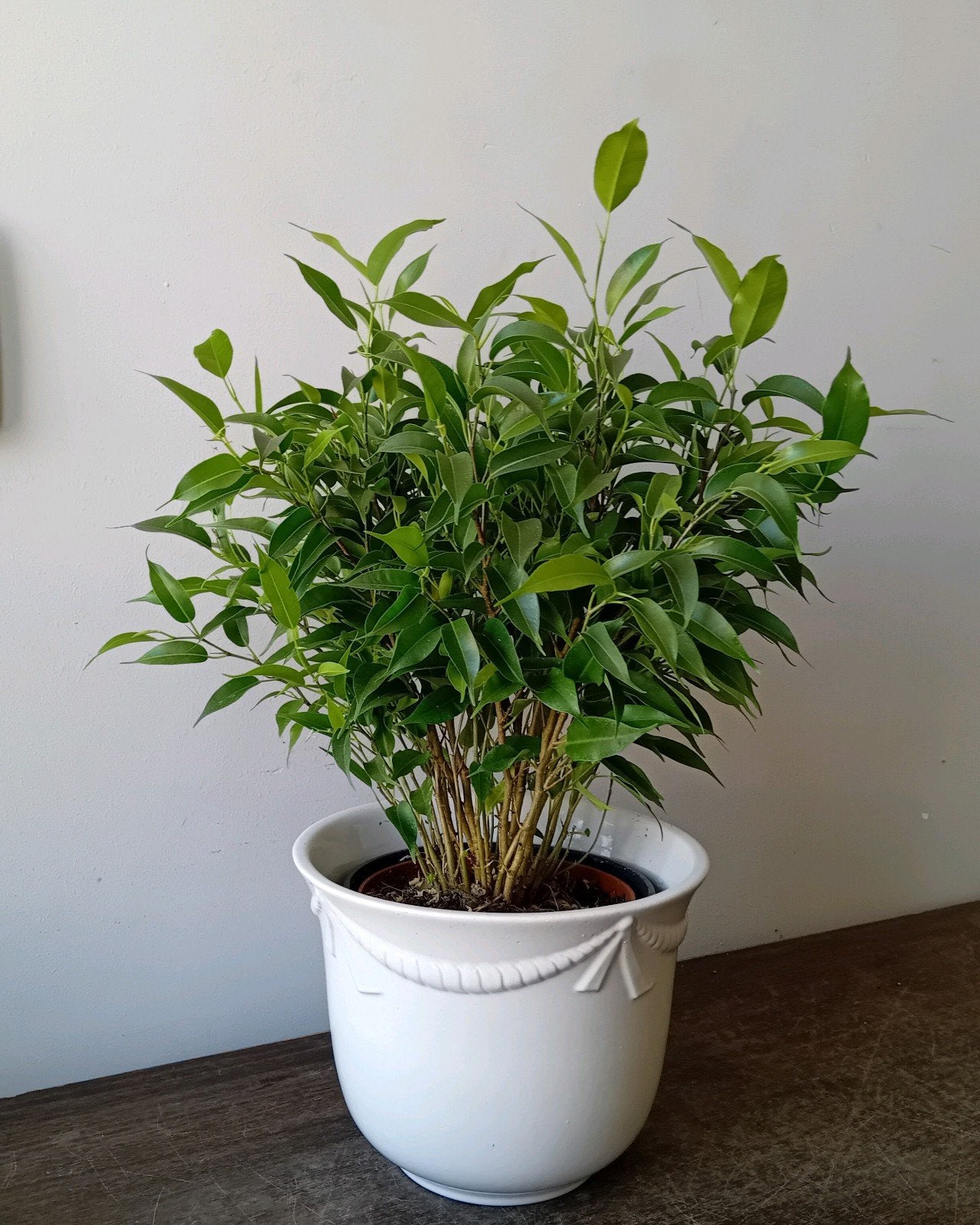 Kamerplant incl pot 40cm ficus benjamina, Huis en Inrichting, Ophalen, Overige soorten, Halfschaduw, In pot