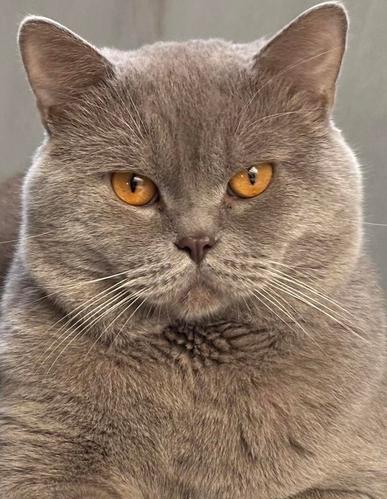 Ervaren Dekkater Britse Korthaar. Aslan (NIET TE KOOP!), Dieren en Toebehoren, Kater, Gechipt, 0 tot 2 jaar