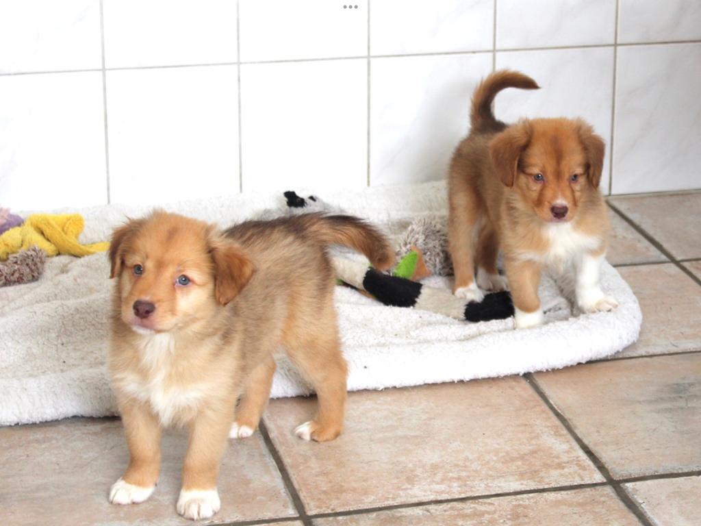 Nova scotia duck tolling retriever x Border collie pups, Dieren en Toebehoren, Honden | Retrievers, Spaniëls en Waterhonden, Nederland