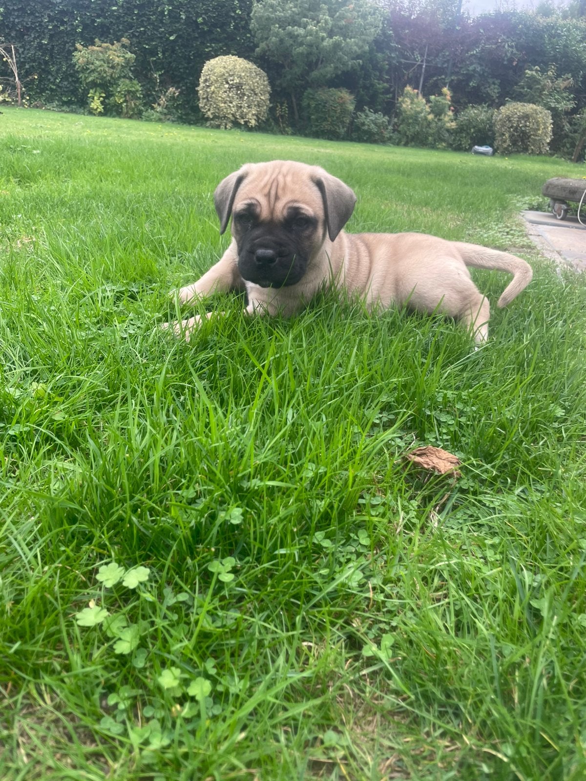 Boerboel pups., Overige rassen, CDV (hondenziekte), 8 tot 15 weken, Teef