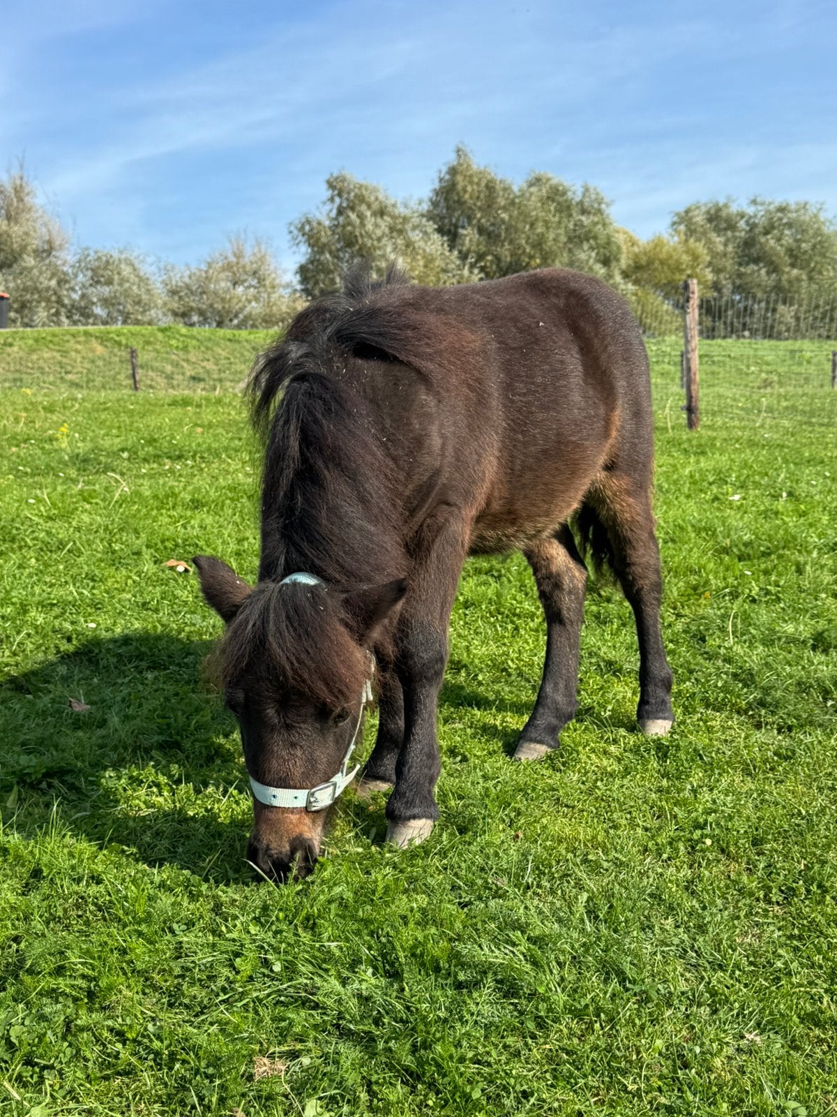 Shetlander hengstveulen, Dieren en Toebehoren, Hengst, A pony (tot 1.17m), Gechipt, 0 tot 2 jaar