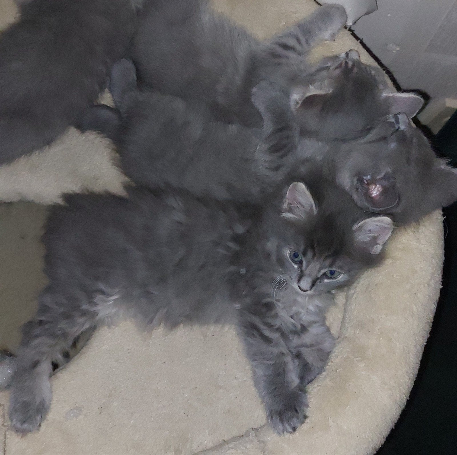Britse korthaar/langhaar kittens, Meerdere dieren