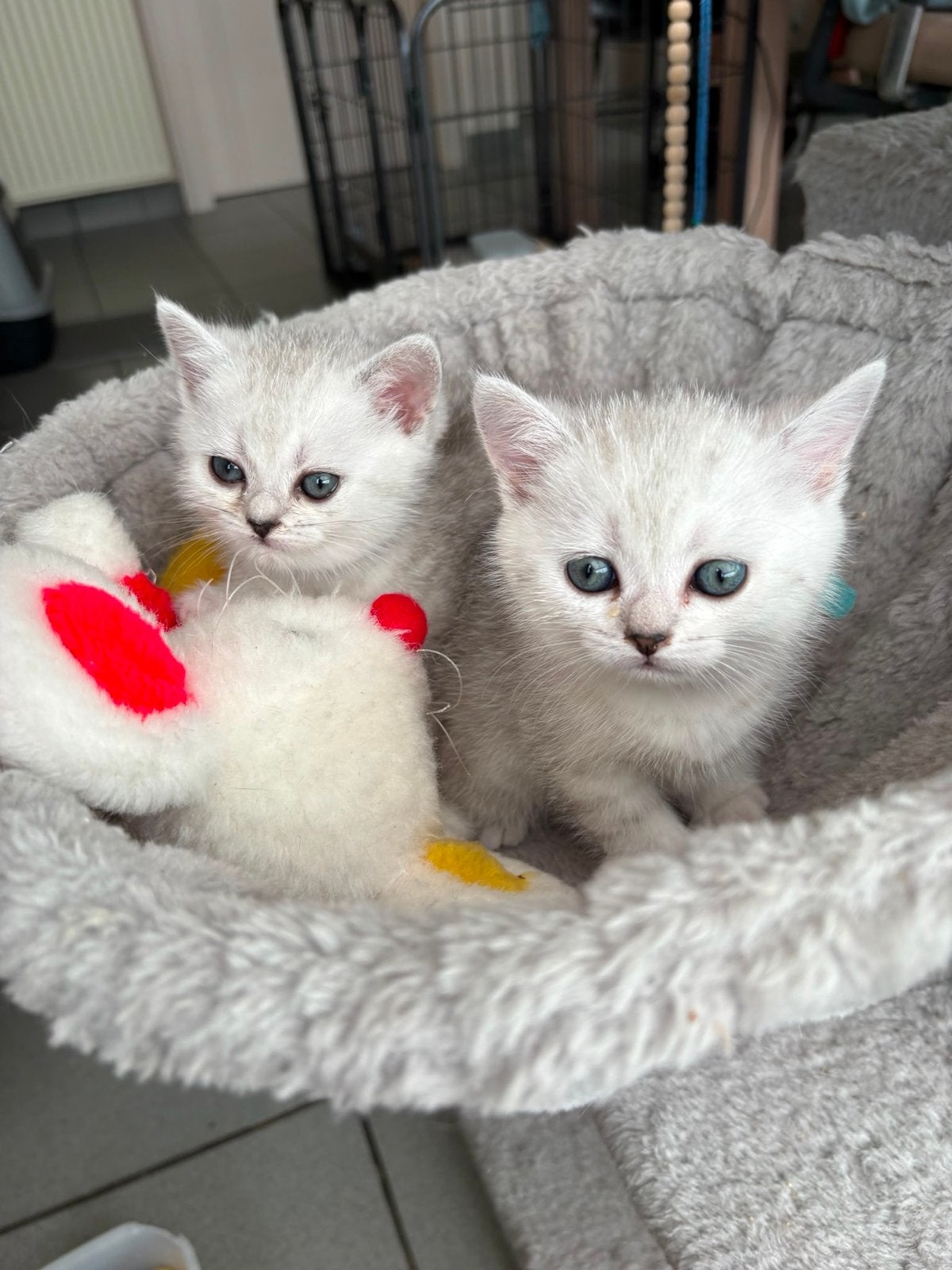 2 kittens, Dieren en Toebehoren, Meerdere dieren