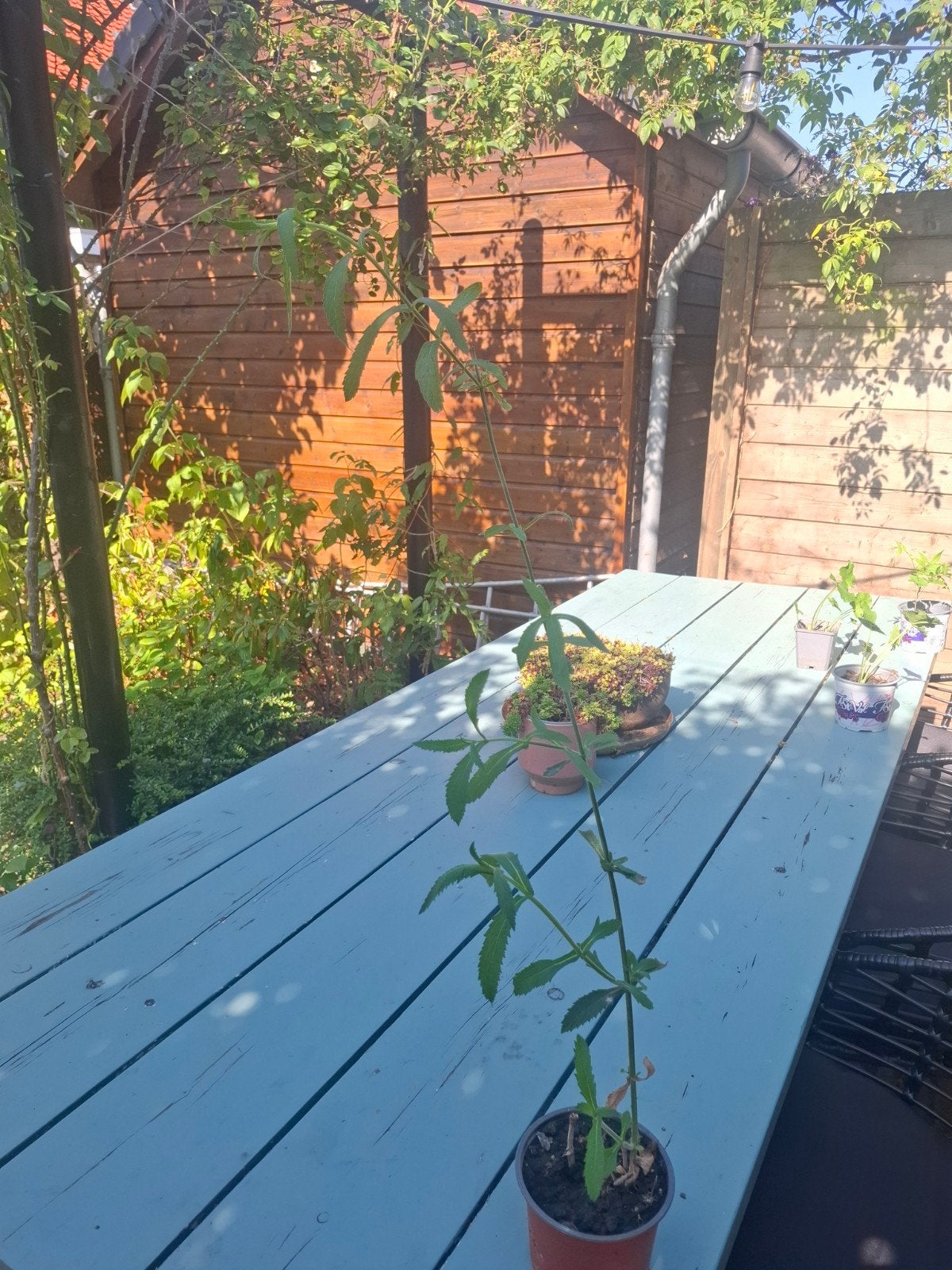 Mooie Verbena bonariensis (IJzerhard) plant – Paar, Tuin en Terras, Ophalen, Overige soorten, Volle zon