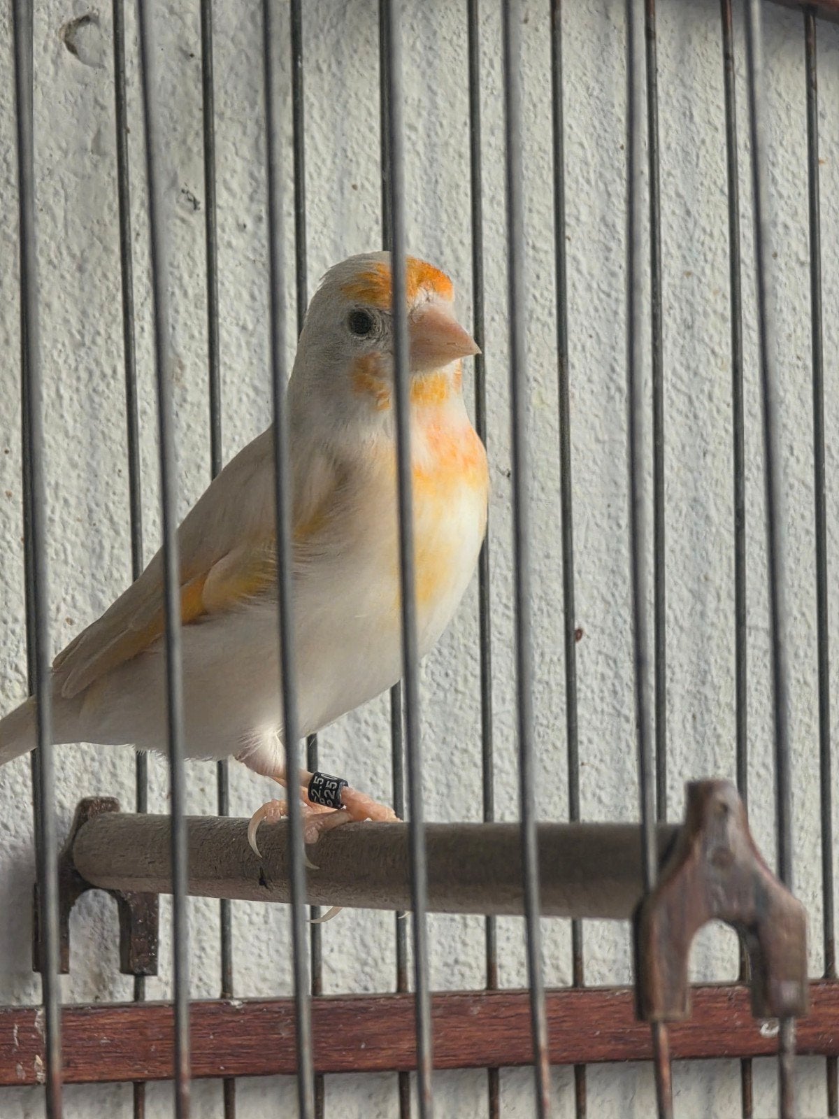 Bastaard Putter Man 2025, Dieren en Toebehoren, Mannelijk, Wildzangvogel, Geringd
