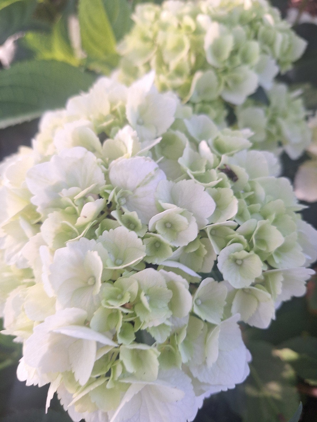 Witte boeren hortensia's, Tuin en Terras, Ophalen of Verzenden, Halfschaduw