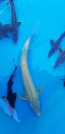 Beide pinksterdagen geopend albino steur 60-70 cm €165.50 ps, Steur