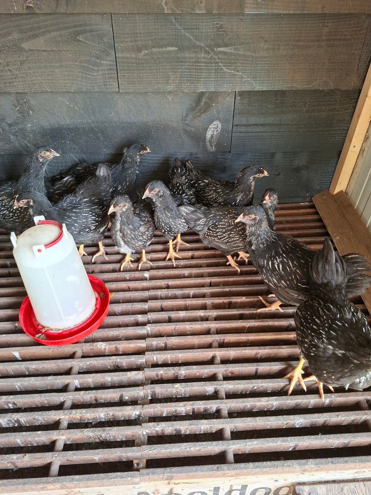 Barnevelders zilver en goud dubbelgezoomd, Dieren en Toebehoren, Meerdere dieren, Kip