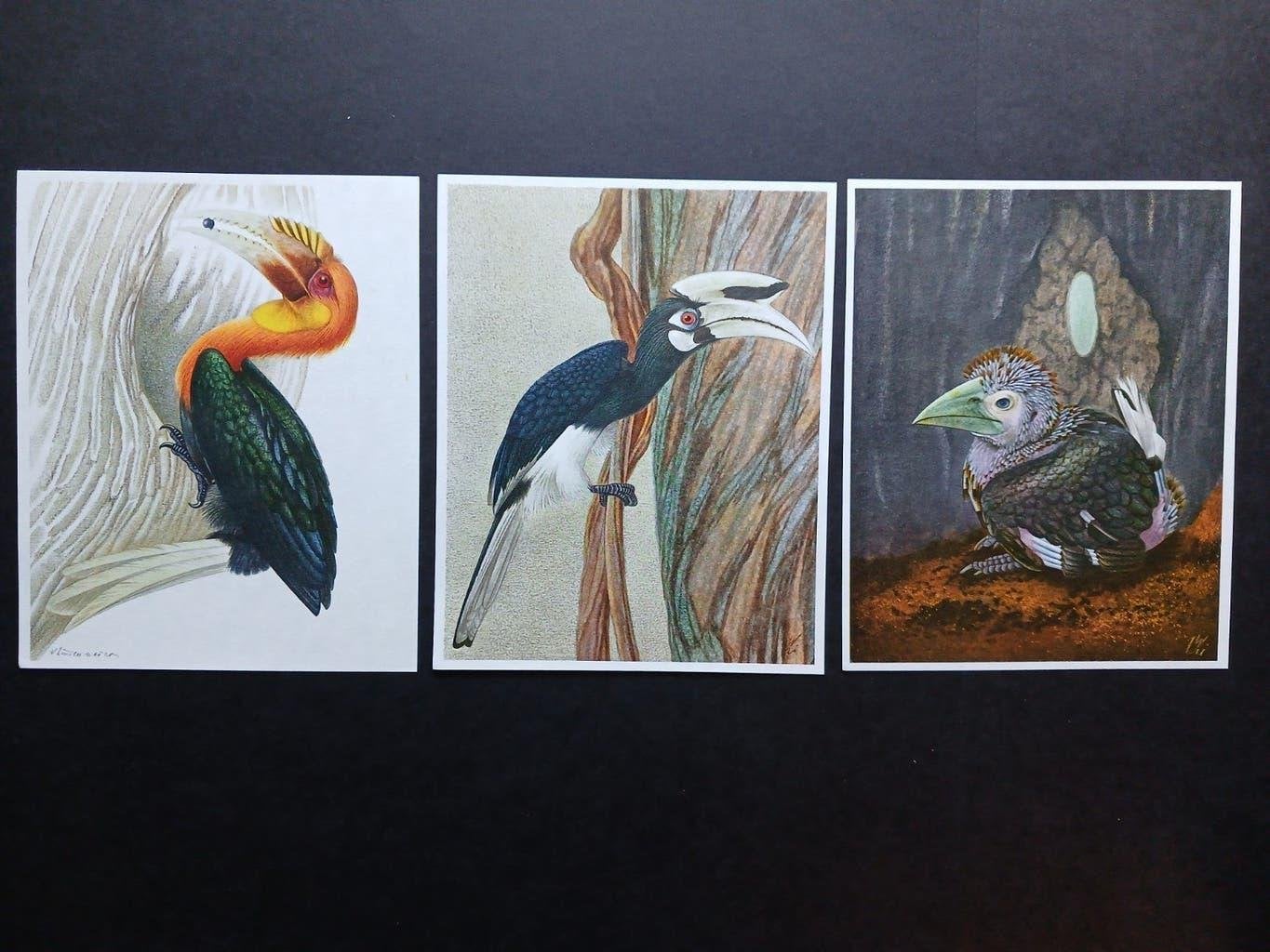 Tropische prachtvogels namen zie omschrijving - getekend, Verzamelen, Verzenden, Zo goed als nieuw, 1940 tot 1960, Dier