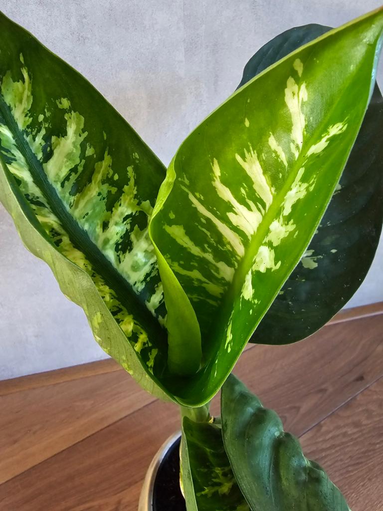 Dieffenbachia, groene kamerplant, Ophalen, Overige soorten, Halfschaduw, In pot