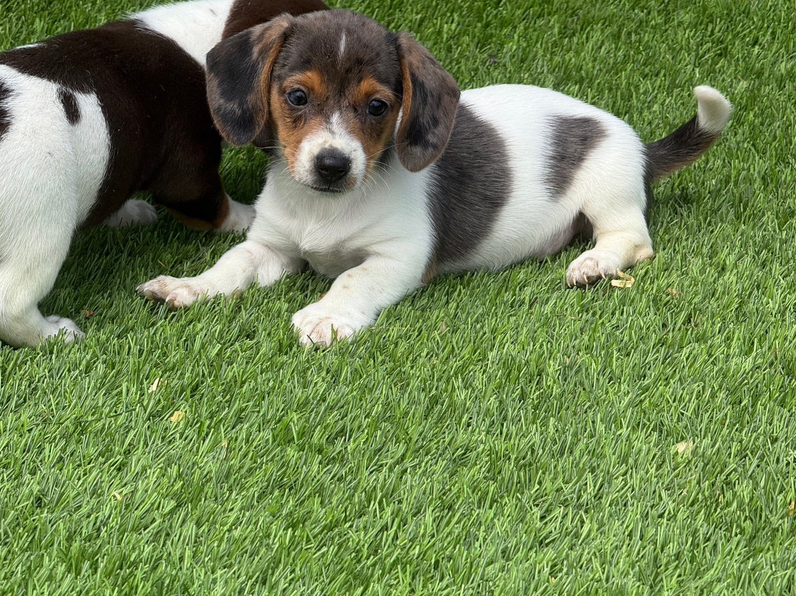 Piebald dwerg teckel pups aangeboden, Dieren en Toebehoren, Honden | Teckels en Dashonden, Nederland, Parvo, 8 tot 15 weken, Korthaar