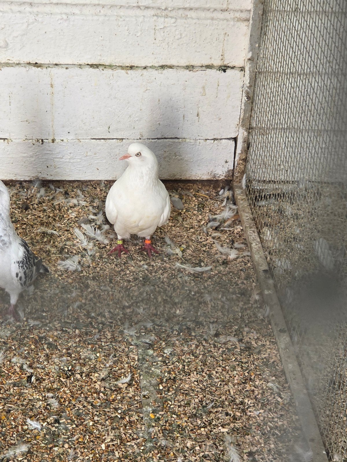 Witte altenburger trommelduiven, Dieren en Toebehoren, Vogels | Duiven, Meerdere dieren, Overige soorten