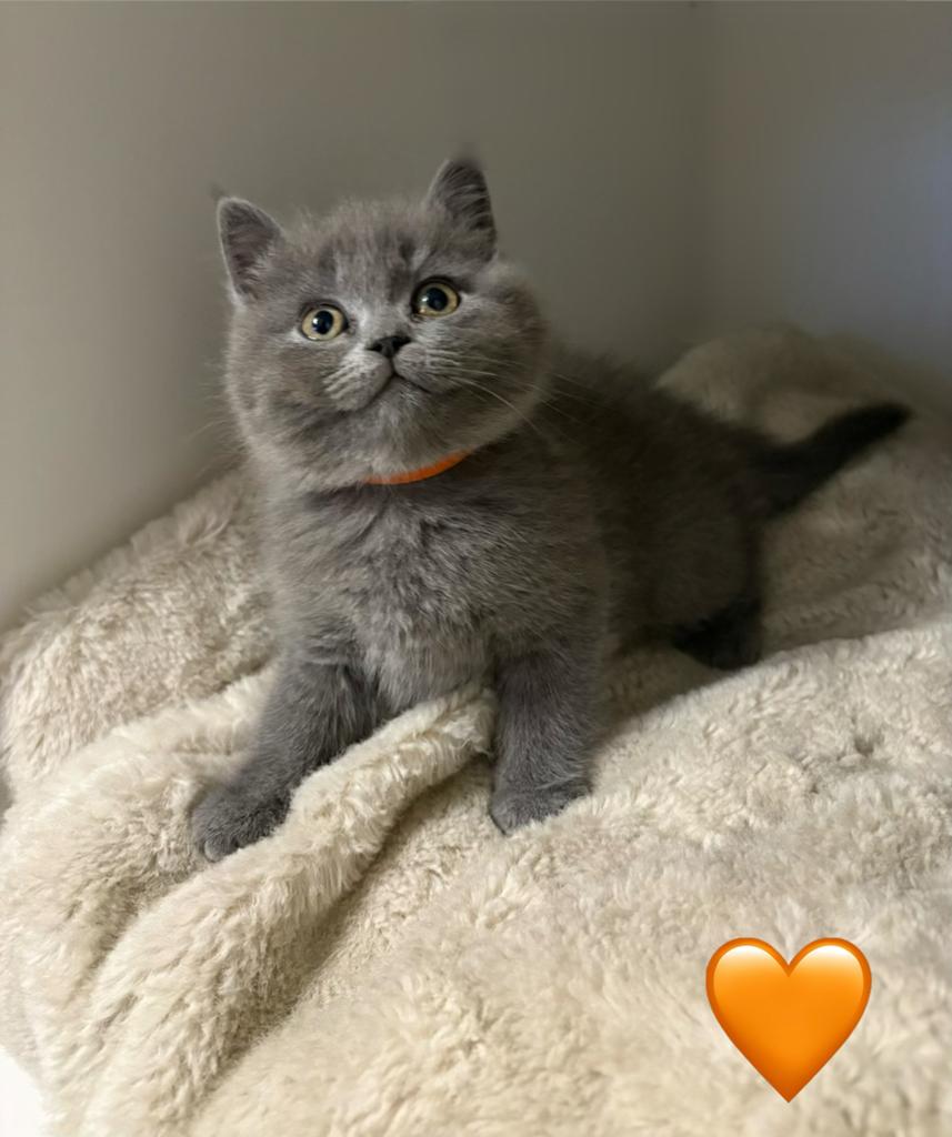 Britse kortharige kittens, Meerdere dieren, 0 tot 2 jaar
