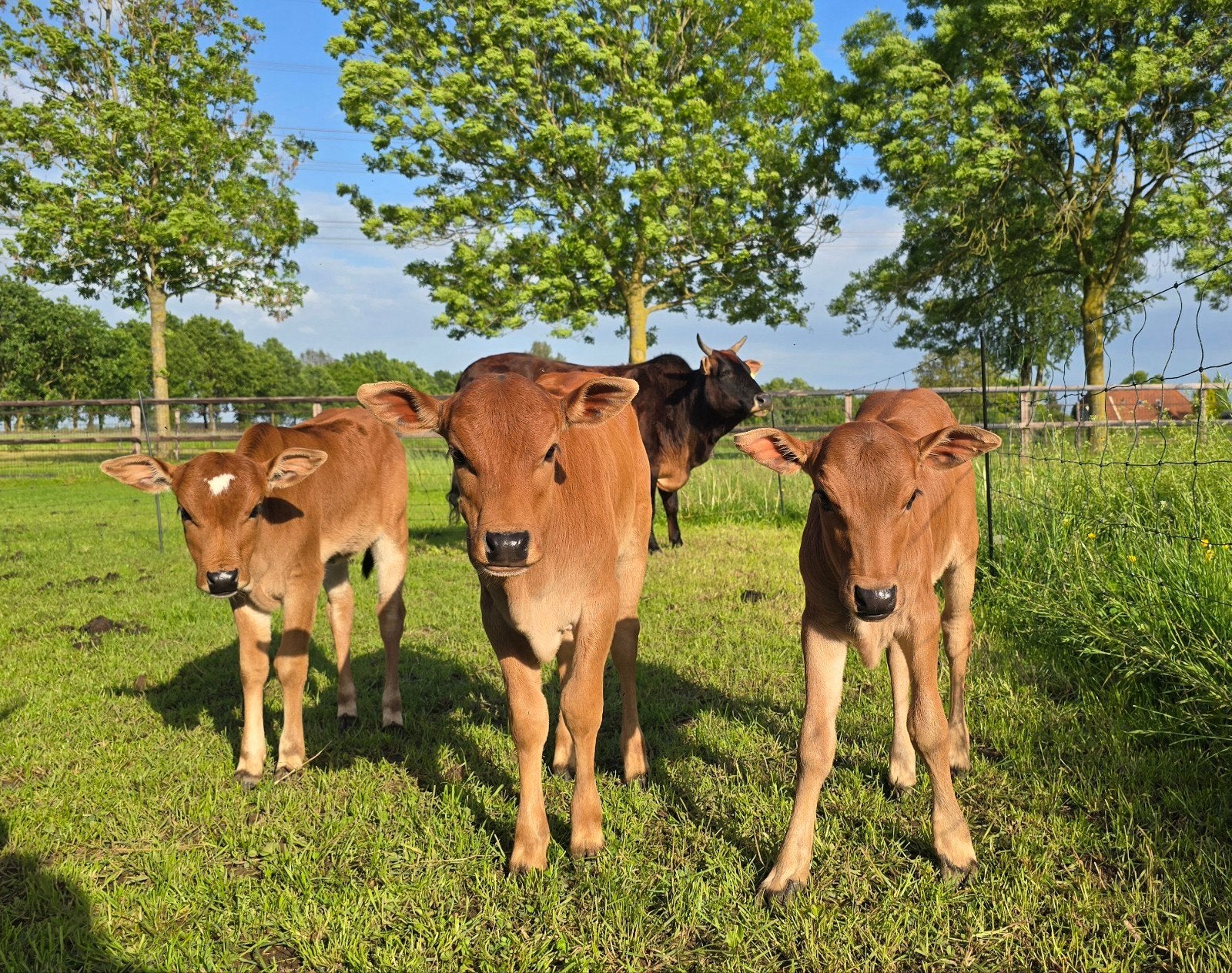 3 mini-zeboe kalfjes! (2 vaarsjes, 1 stiertje), Dieren en Toebehoren, Runderen, Meerdere dieren, 0 tot 2 jaar