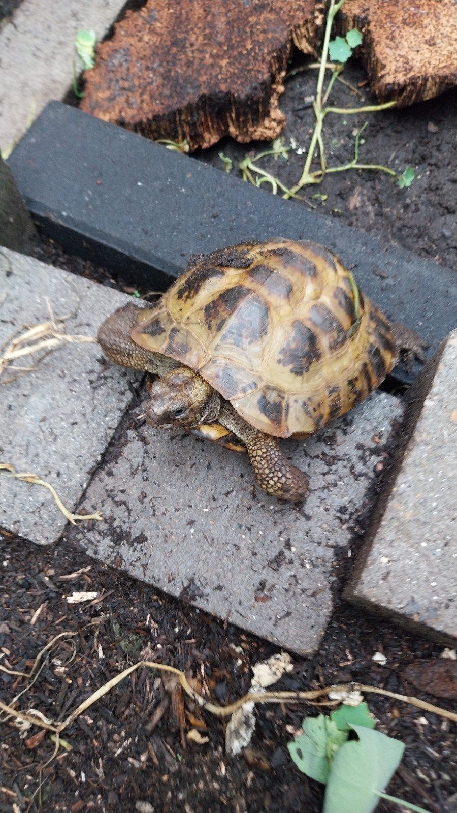 Te koop Landschildpad vierteenschildpad man, Dieren en Toebehoren, Schildpad, Tam, 7 tot 10 jaar