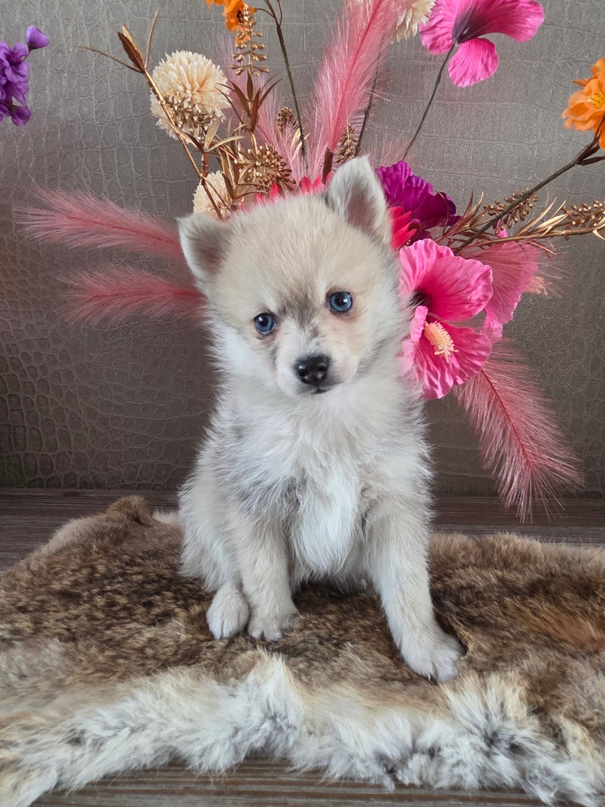 Pomeriaan pups, Dieren en Toebehoren, Honden | Poolhonden, Keeshonden en Oertypen, Keeshond, 8 tot 15 weken, Meerdere, Meerdere dieren