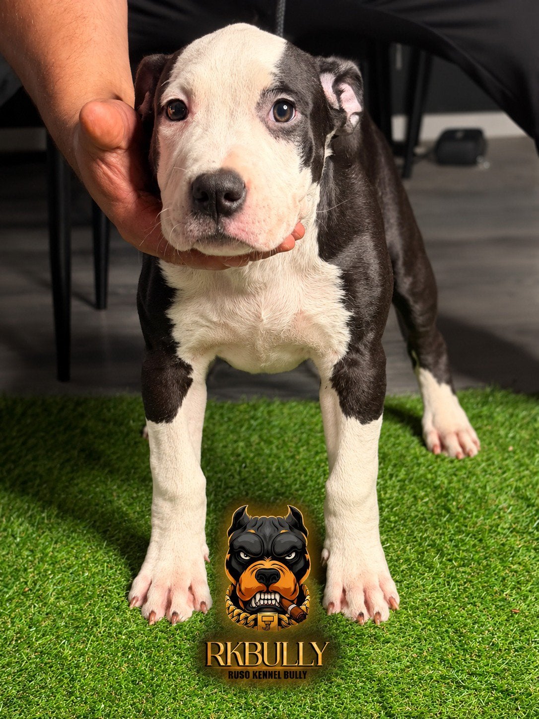 American Bully XL Teefje, Overige rassen, 8 tot 15 weken, Teef, Eén hond
