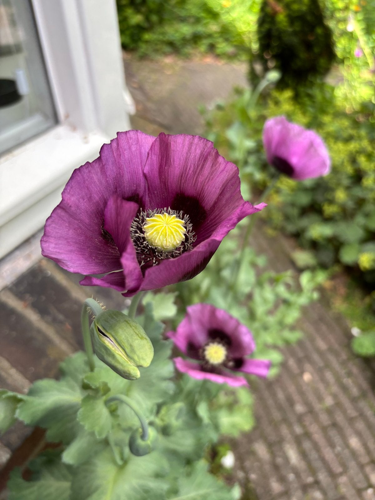Paarse papaver zaad, Ophalen of Verzenden, Volle zon