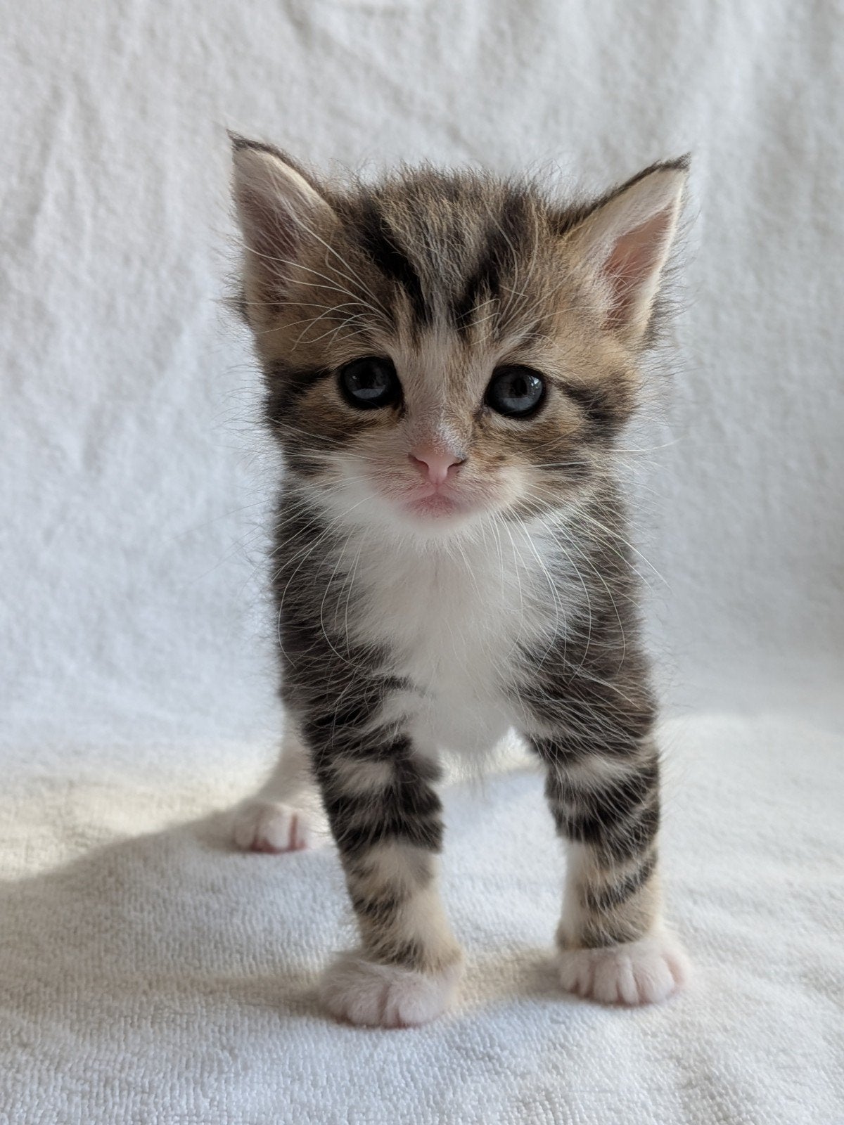 Kitten meisje - zoekt een liefdevol baasje in oktober, Poes, Kortharig, 0 tot 2 jaar