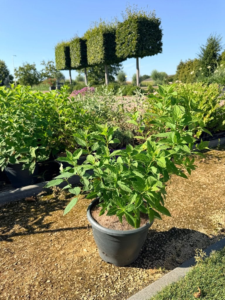 Hydrangea paniculata ‘Limelight’, Tuin en Terras, Ophalen of Verzenden, Vaste plant, Overige soorten, Halfschaduw