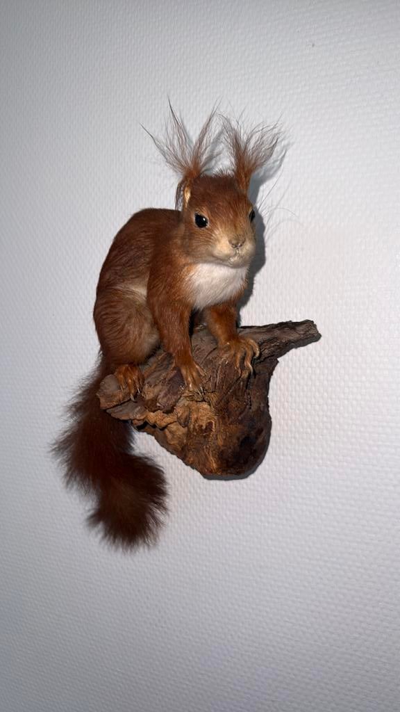 Europese eekhoorn taxidermy, Ophalen of Verzenden, Zo goed als nieuw, Overige soorten, Opgezet dier