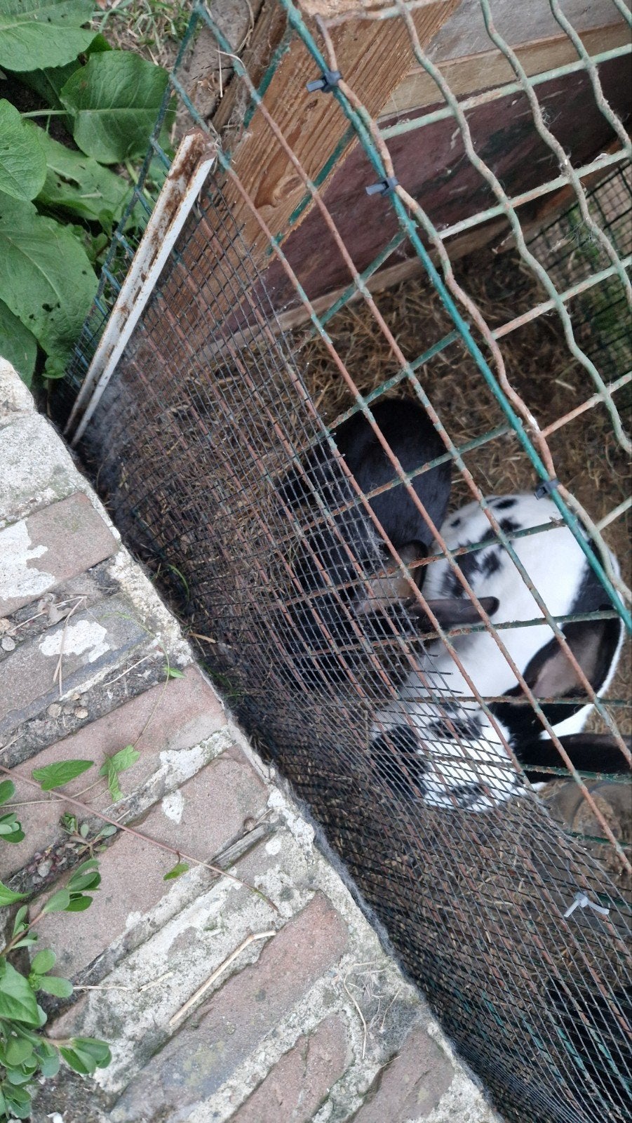 5 Groot Lotharinger zwart, Dieren en Toebehoren, Mannelijk, Groot